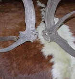 Groot paar EDELHERT GEWEI  AFWERPSTANGEN - 16-ender - 8 kg - 95/100 cm