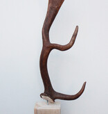 DAMHERT GEWEI op houten sokkel