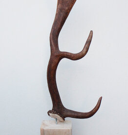 DAMHERT GEWEI op houten sokkel - ref. C