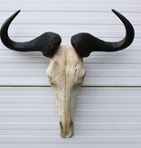 Schedel GNU / WILDEBEEST met kiezen