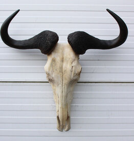 Schedel GNU / WILDEBEEST - met kiezen - Ref. F