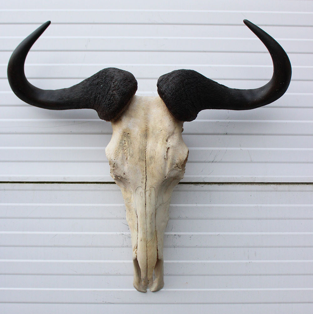 Schedel GNU / WILDEBEEST met kiezen