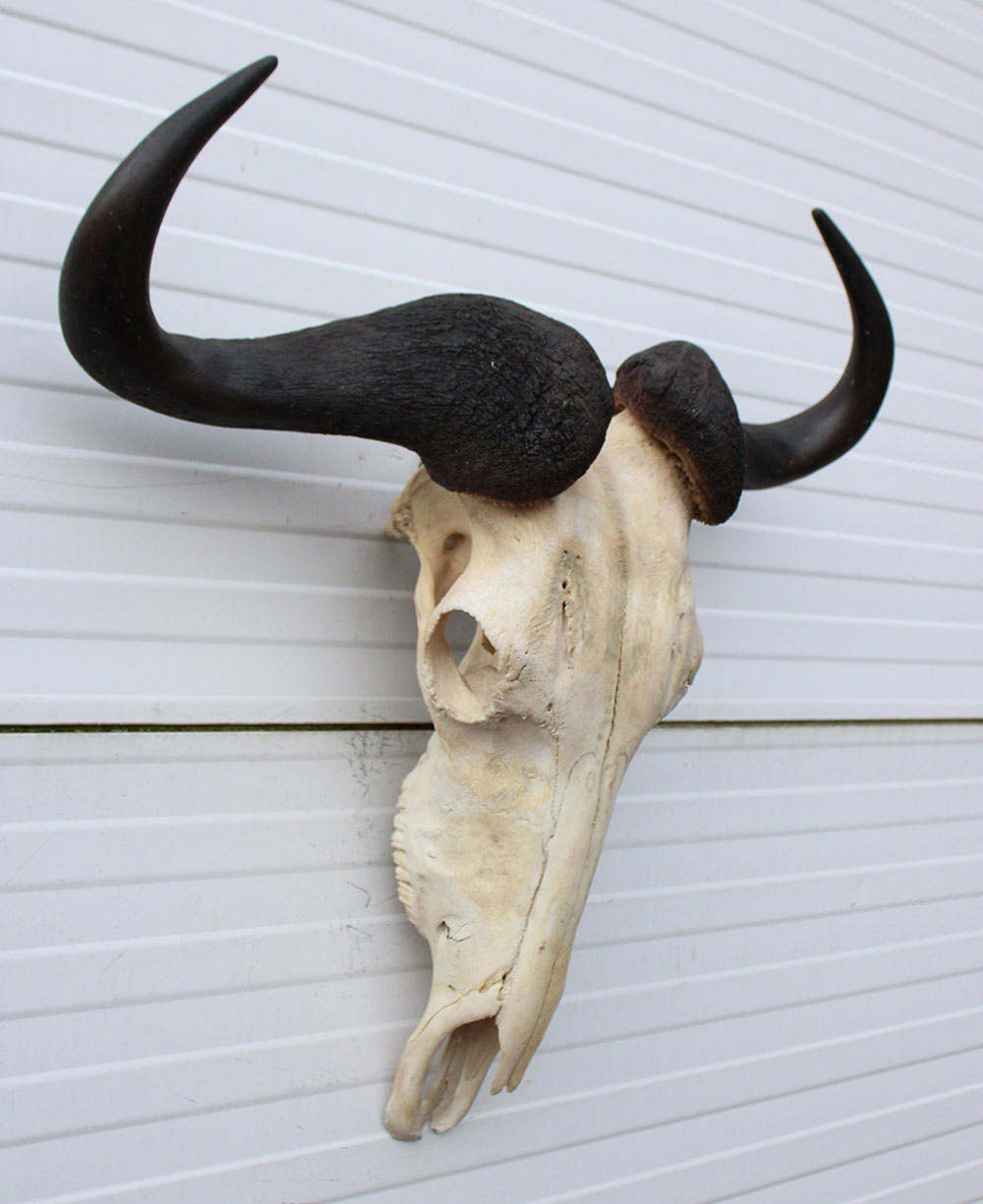 Schedel GNU / WILDEBEEST met kiezen