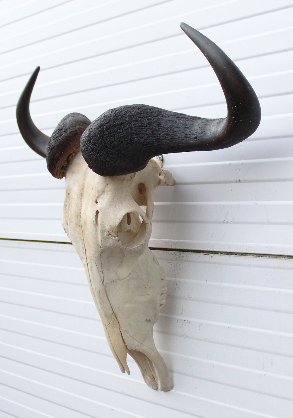 Schedel GNU / WILDEBEEST met kiezen