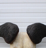 Schedel GNU / WILDEBEEST met kiezen