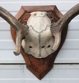 30-er jaren DAMHERT GEWEI op met alu schedel houten schild