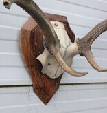 30-er jaren DAMHERT GEWEI op met alu schedel houten schild