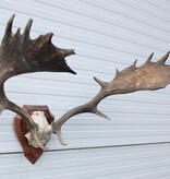 30-er jaren DAMHERT GEWEI op met alu schedel houten schild