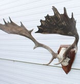 30-er jaren DAMHERT GEWEI op met alu schedel houten schild