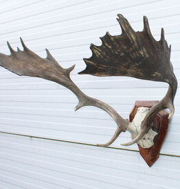 30-er jaren DAMHERT GEWEI op houten schild - ref. ES4