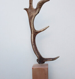 DAMHERT GEWEI op houten sokkel - ref. D