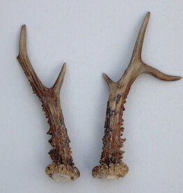 REE GEWEI PAAR 21 cm - Ref. K