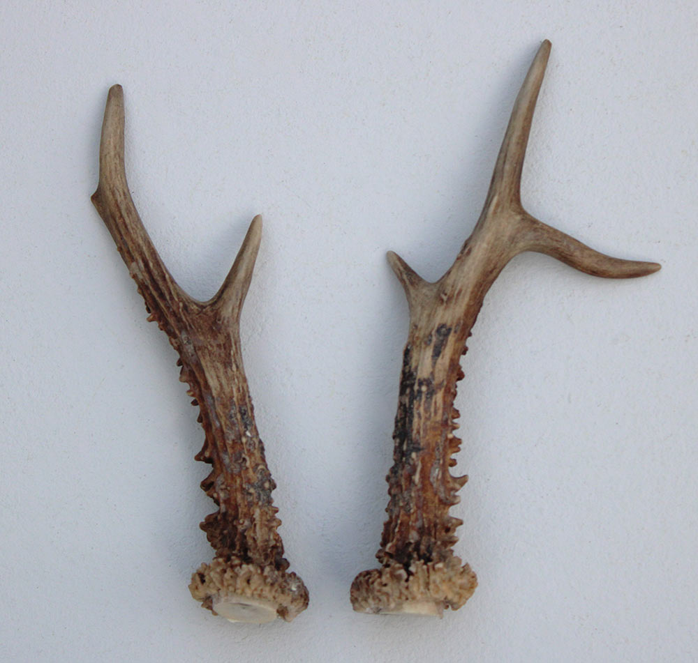 REE GEWEI PAAR 21 cm