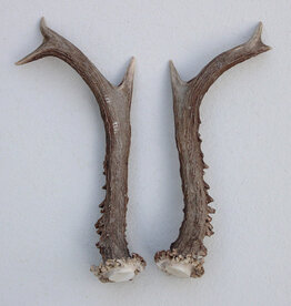 REE GEWEI PAAR 18 cm - Ref. Q