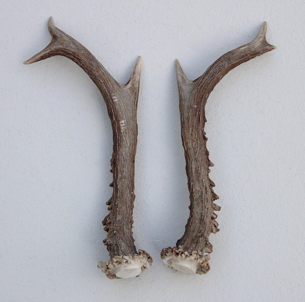 REE GEWEI PAAR 18 cm - Ref. Q