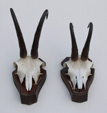 2 x  GEMS hoorns / gewei op  solide eiken schild