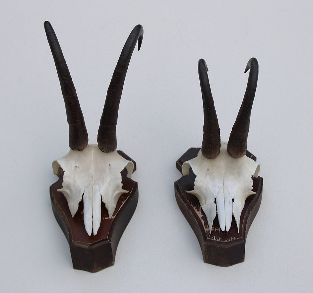 2 x  GEMS hoorns / gewei op  solide eiken schild