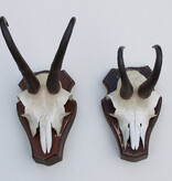 2 x  GEMS hoorns / gewei op  solide eiken schild