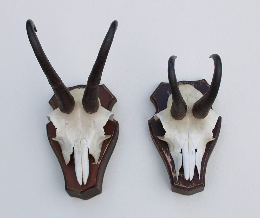 2 x  GEMS hoorns / gewei op  solide eiken schild