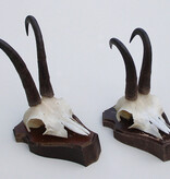 2 x  GEMS hoorns / gewei op  solide eiken schild