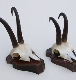 2 x  GEMS hoorns / gewei op  solide eiken schild