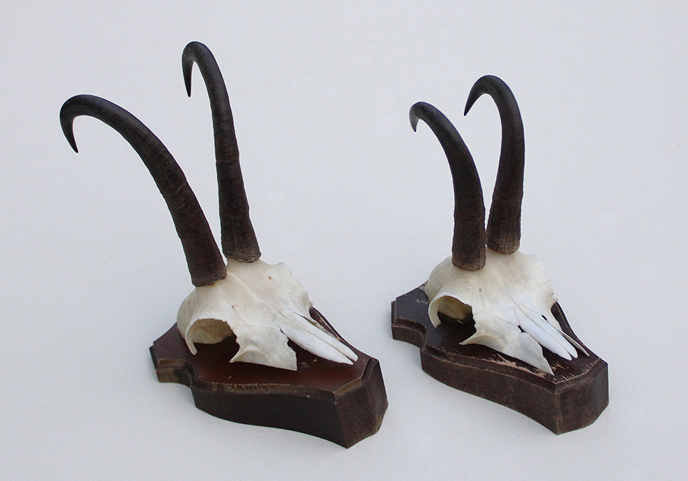 2 x  GEMS hoorns / gewei op  solide eiken schild