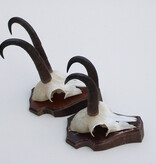 2 x  GEMS hoorns / gewei op  solide eiken schild