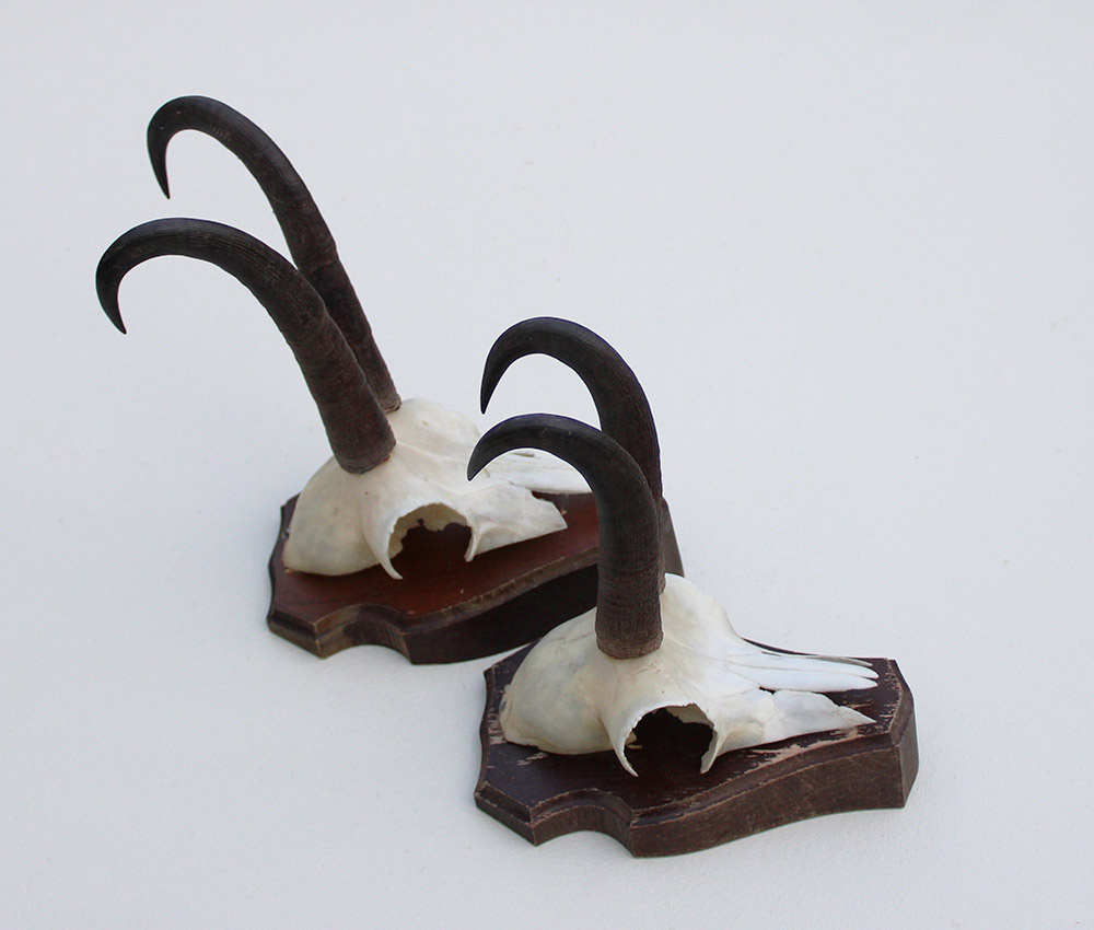 2 x  GEMS hoorns / gewei op  solide eiken schild