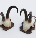 2 x  GEMS hoorns / gewei op  solide eiken schild