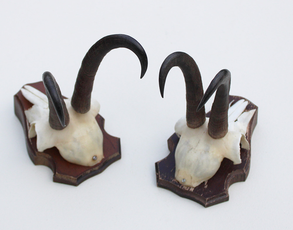 2 x  GEMS hoorns / gewei op  solide eiken schild