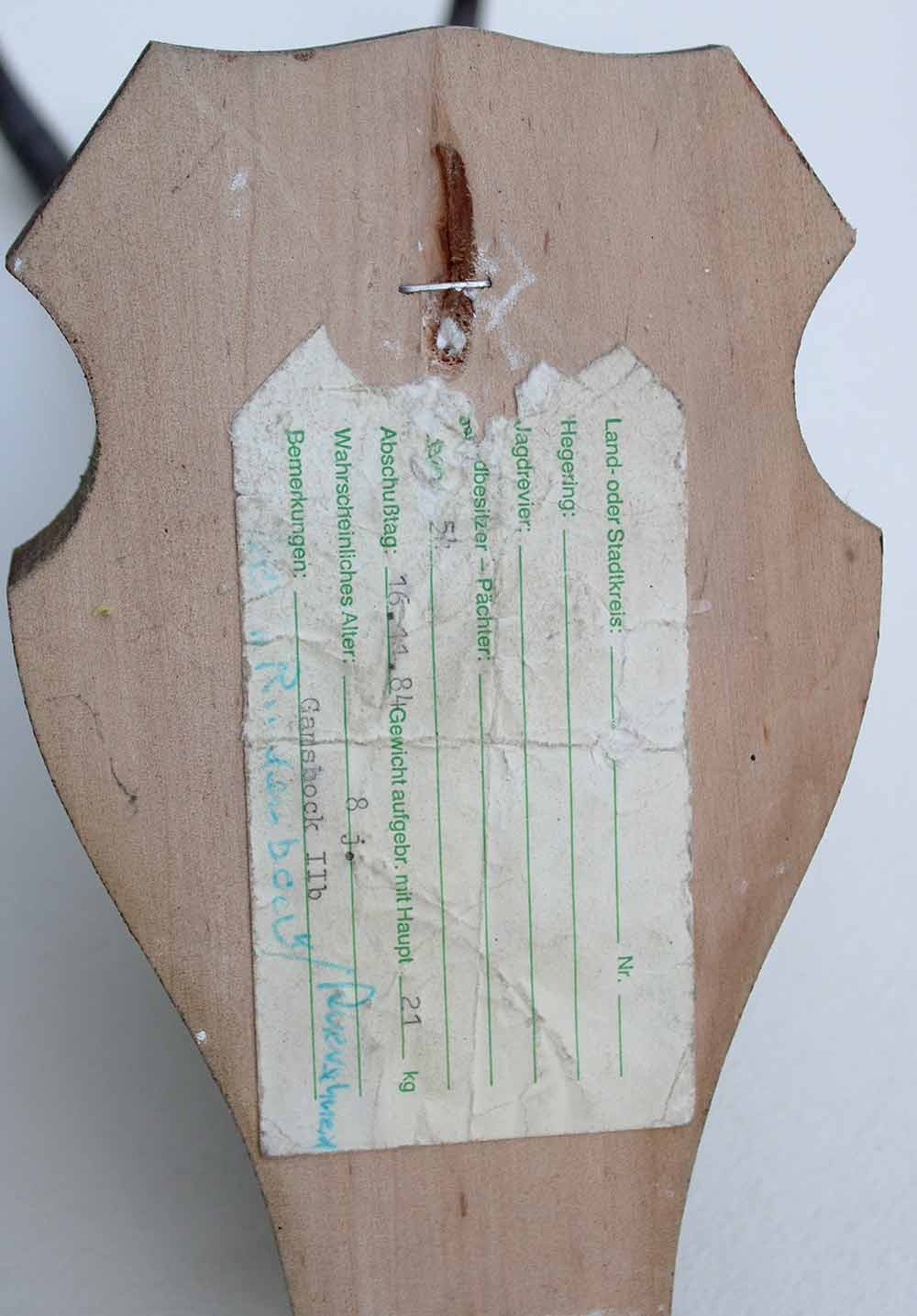 2 x  GEMS hoorns / gewei op  solide eiken schild