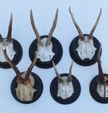 6 x ANTIEK REE GEWEI op zwart houten schild