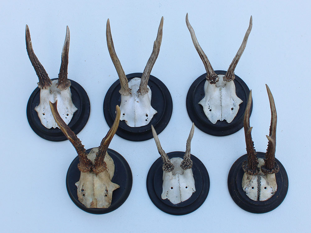 6 x ANTIEK REE GEWEI op zwart houten schild