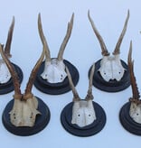 6 x ANTIEK REE GEWEI op zwart houten schild