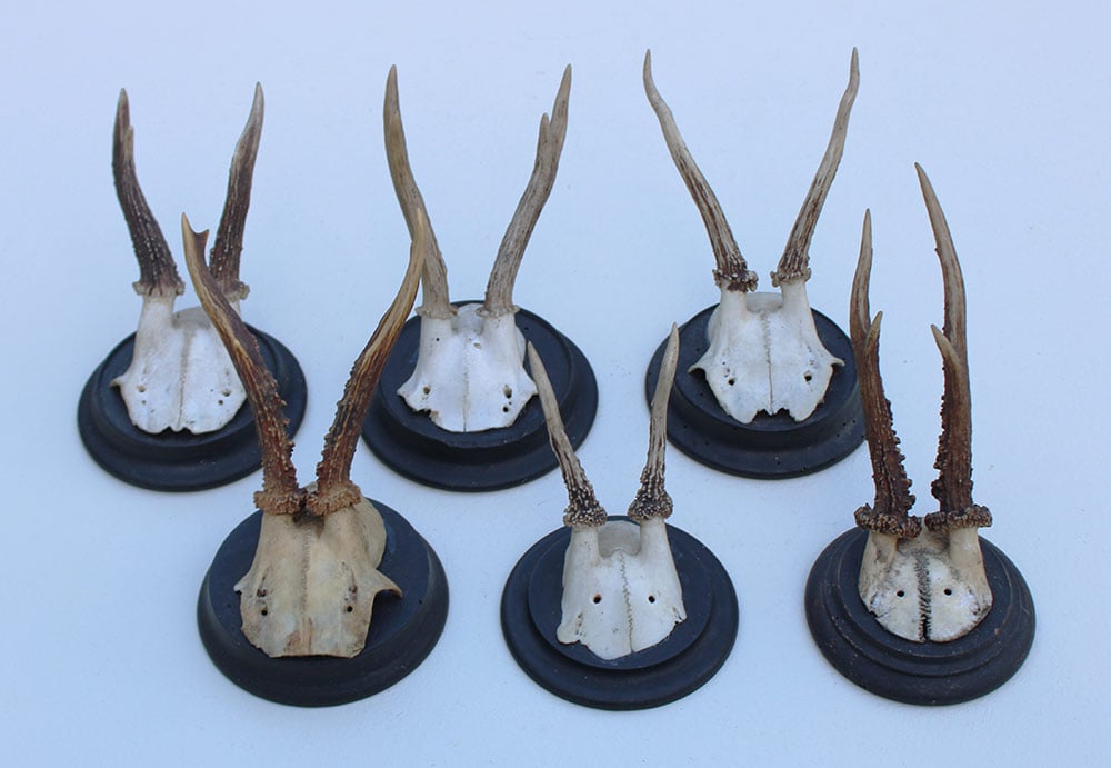 6 x ANTIEK REE GEWEI op zwart houten schild