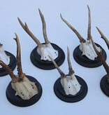 6 x ANTIEK REE GEWEI op zwart houten schild