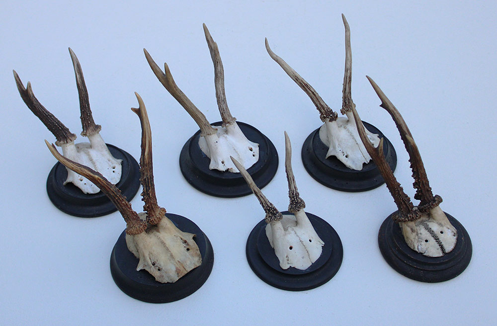 6 x ANTIEK REE GEWEI op zwart houten schild