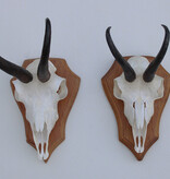 2 x  GEMS hoorns / gewei op  licht eiken schild