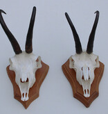 2 x  GEMS hoorns / gewei op  licht eiken schild