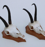 2 x  GEMS hoorns / gewei op  licht eiken schild