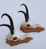 2 x  GEMS hoorns / gewei op  licht eiken schild