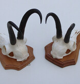 2 x  GEMS hoorns / gewei op  licht eiken schild