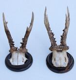 2 x antiek REE GEWEI  op zwart houten schild  - rond 1910