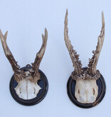 2 x antiek REE GEWEI  op zwart houten schild  - rond 1910