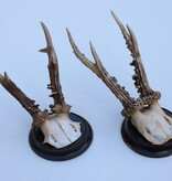 2 x antiek REE GEWEI  op zwart houten schild  - rond 1910