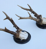 2 x antiek REE GEWEI  op zwart houten schild  - rond 1910