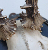 2 x antiek REE GEWEI  op zwart houten schild  - rond 1910