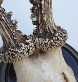 2 x antiek REE GEWEI  op zwart houten schild  - rond 1910