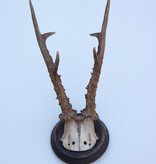 Groot antiek zesender REE GEWEI  - rond 1910