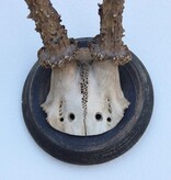 Groot antiek zesender REE GEWEI  - rond 1910